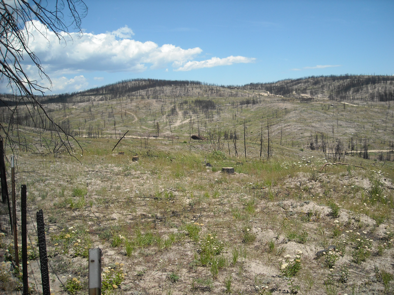 One year after postfire logging on a site that burned during the 2014 Carlton Fire in Washington. (Credit: D. W. Peterson)