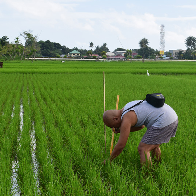 Ritche Nuevo measures a rice plant at a field in Argao, Philippines. (Courtesy R. U. Nuevo)