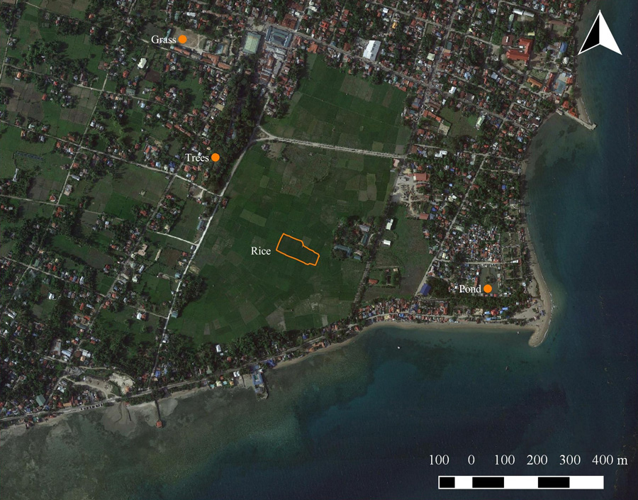 A Google Earth image shows the study site, outlined in yellow, in the middle of a field of other rice fields, all separately owned and managed by different farmers. (Courtesy Google Earth)